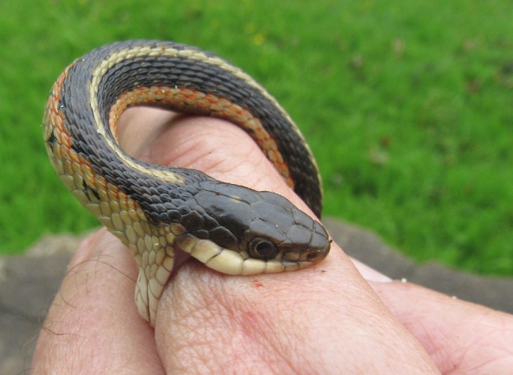 Eastern Garter Snake